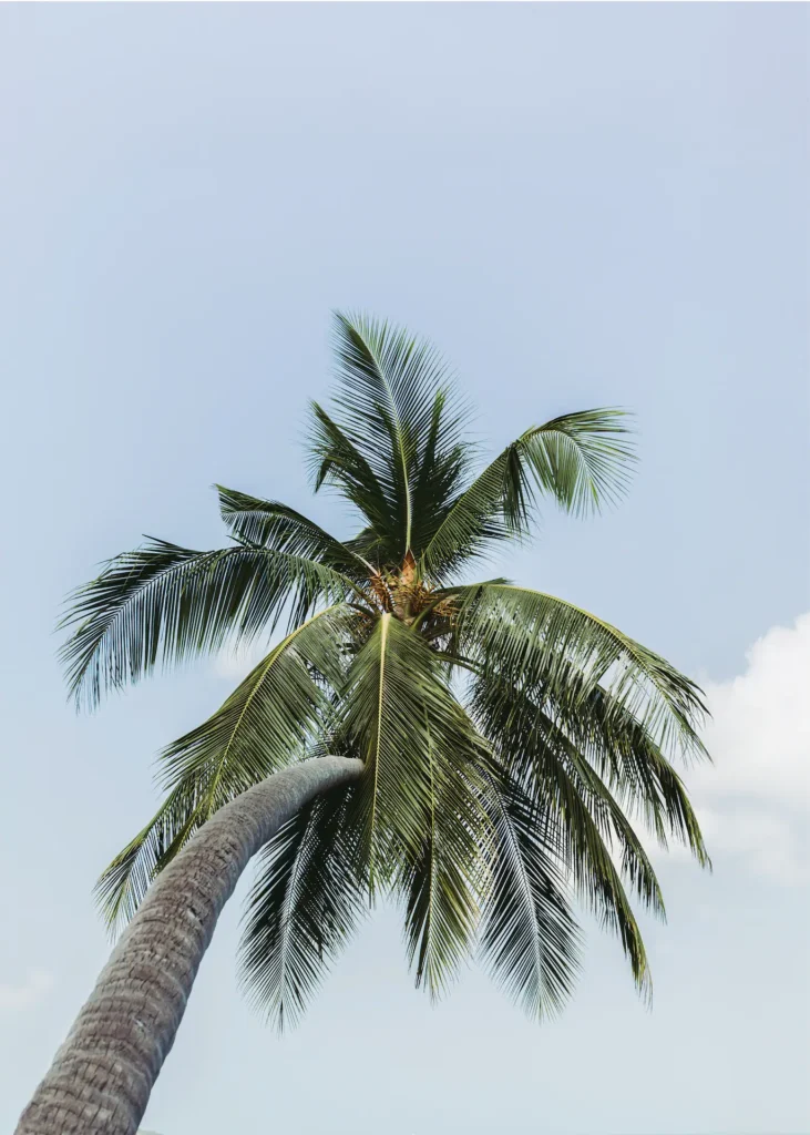 Coconut palm tree in Ao Nang, Krabi, Thailand